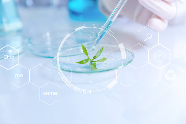 mastery-intl-college-program